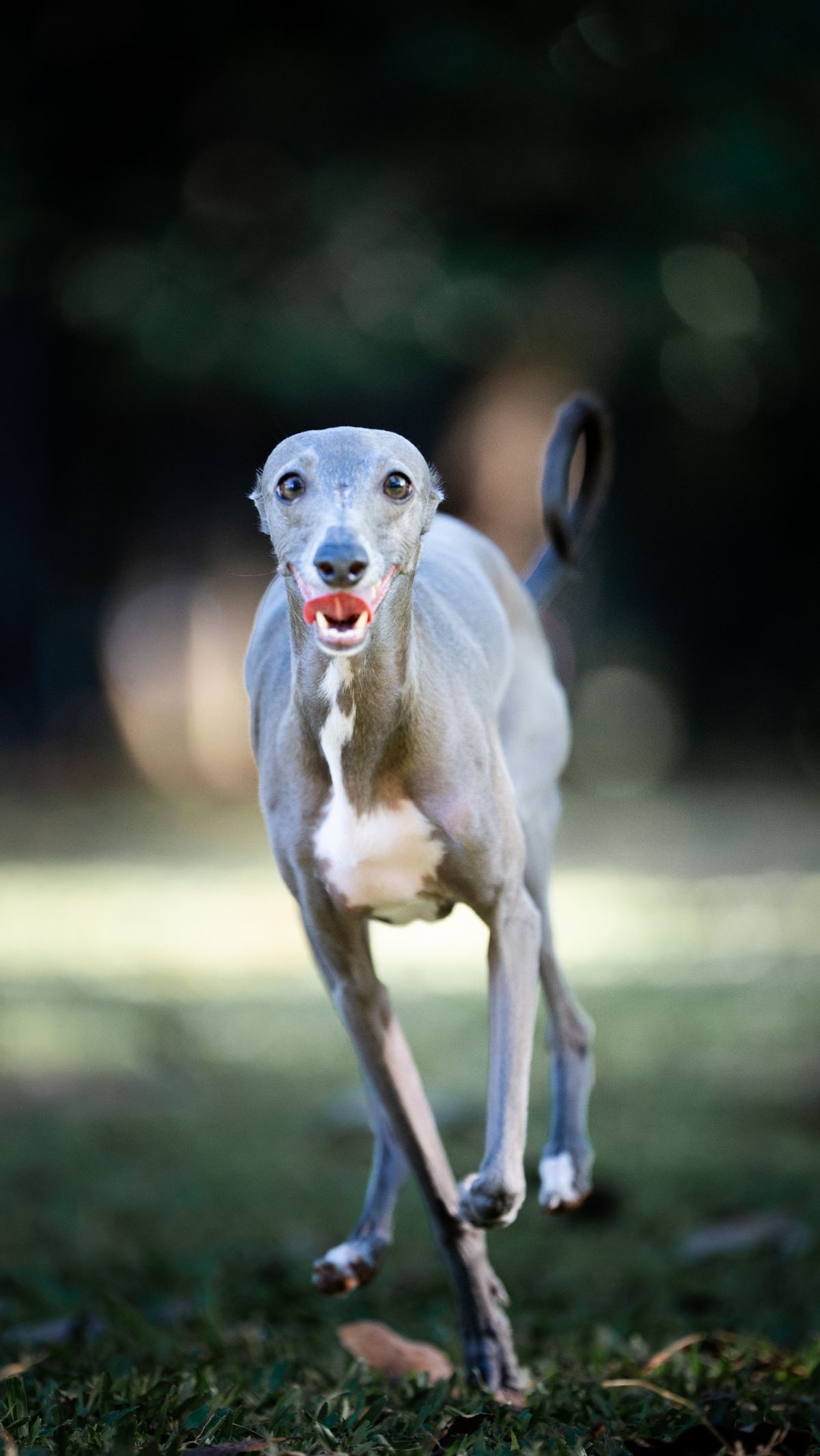 Greyhound racing dogs bursting out of the starting traps on a track